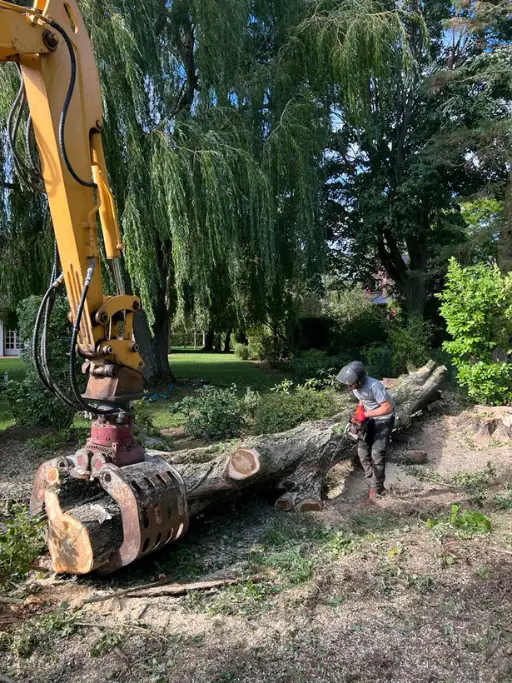 Démontage d'un peuplier