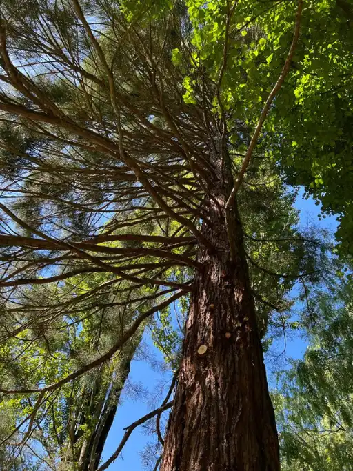 Taille sanitaire d'un arbre