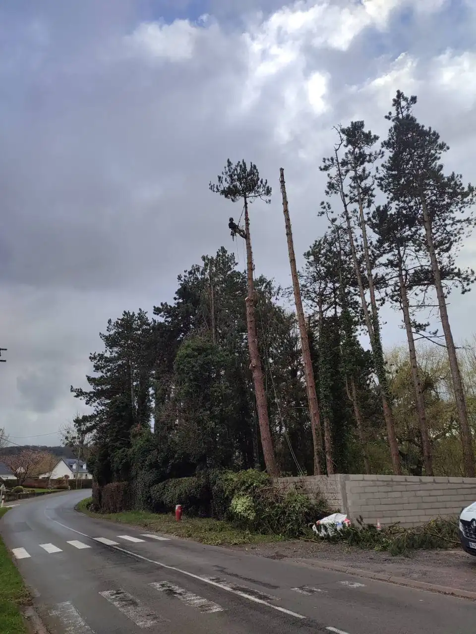 Démontage de Pins à Menneville (62240) pour créer une
																deuxième entrée, photo 1/2